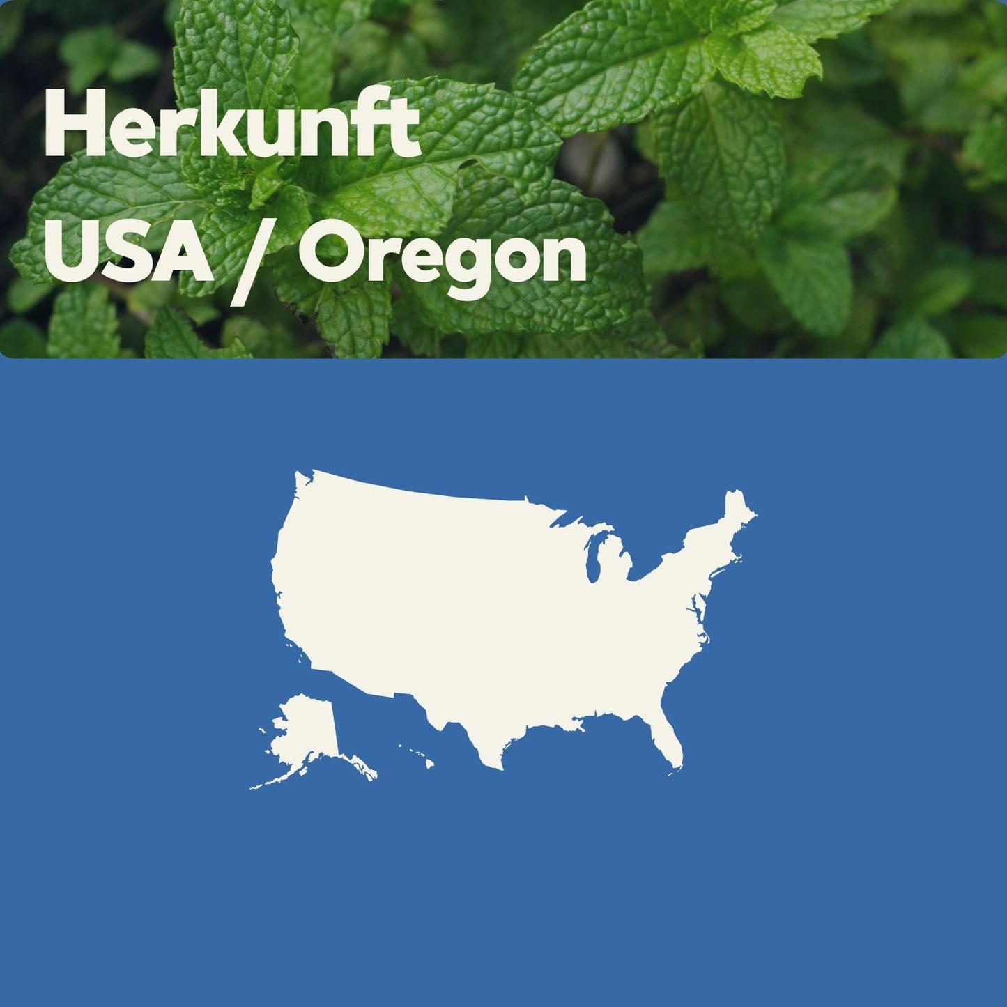 doTERRA Peppermint Touch 10 ml Roll-On – kühlendes Pfefferminzöl zur punktuellen Anwendung bei Spannung und zur Konzentrationsförderung