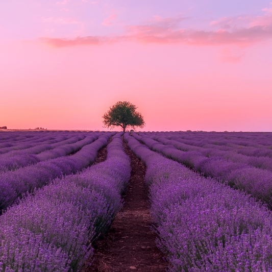Wie Lavendelöl Körper & Geist unterstützt!
