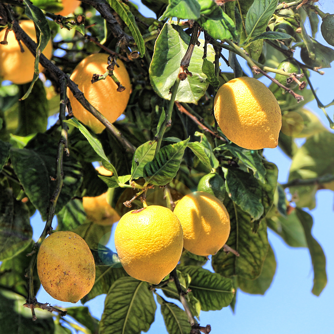 Zitronenöl – Frische Klarheit für Körper & Geist