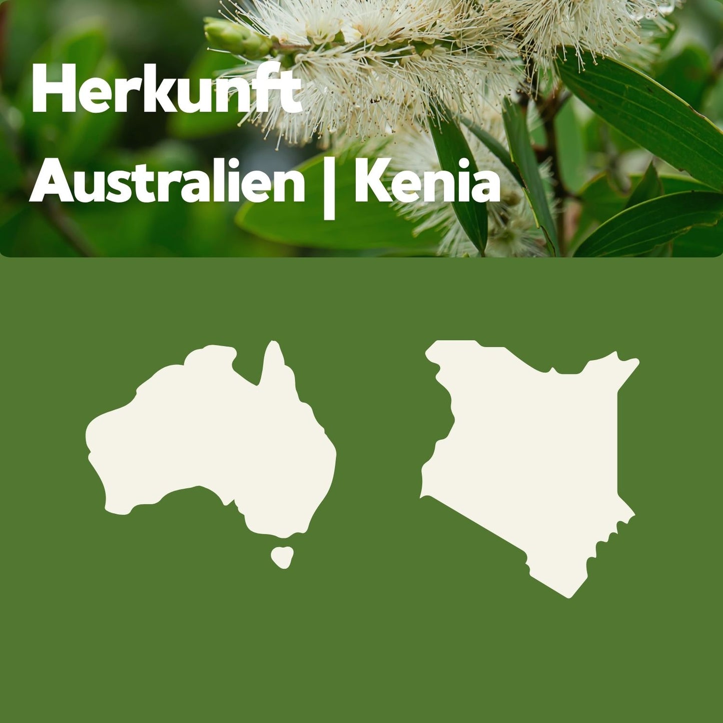 Kartenumrisse von Australien und Kenia mit Hintergrundbild des Melaleuca-Baums – Herkunft des doTERRA Tea Tree Öls