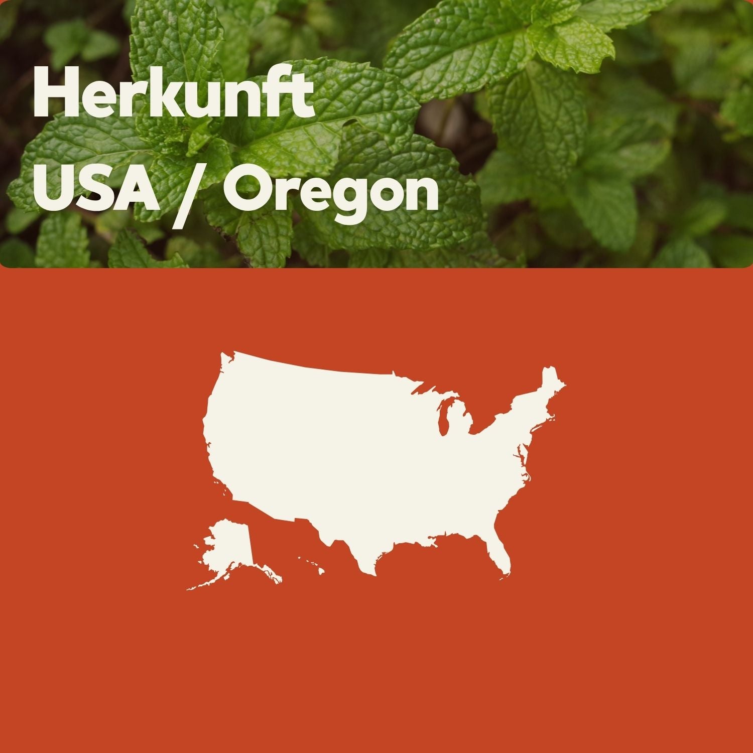 Grüne Minzblätter mit Overlay-Text: Herkunft USA / Oregon und stilisierter USA-Karte auf rotem Hintergrund