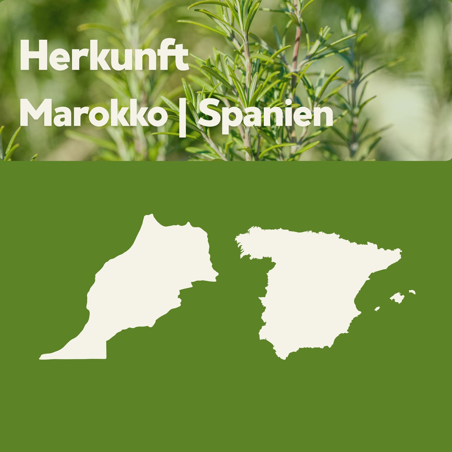 Herkunft des doTERRA Rosmarinöls – Marokko und Spanien, dargestellt mit Landkarten und Rosmarinpflanze im Hintergrund